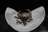 D Prepped Fossil Crab Pulalius From Washington #456-8